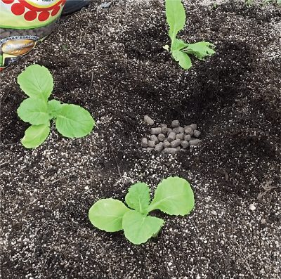 白菜の植え付けに元肥を施す