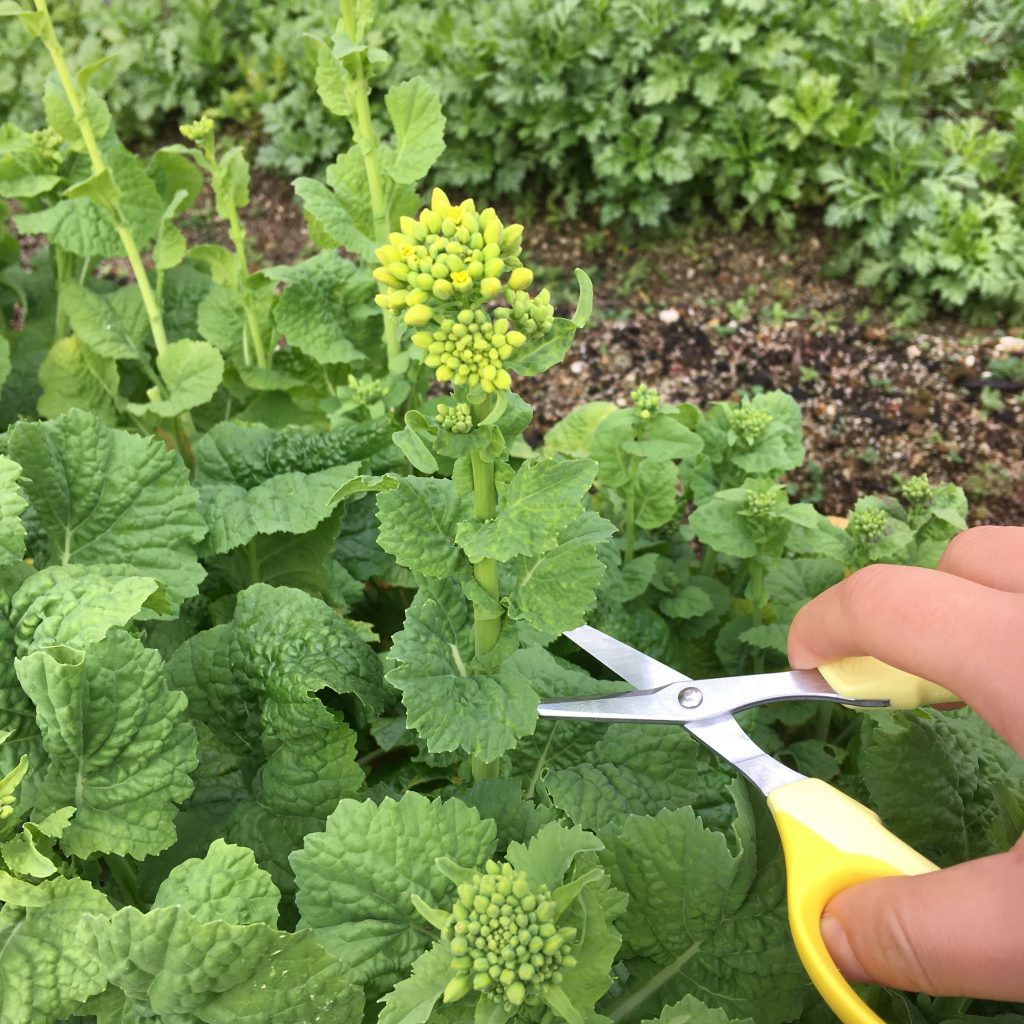 菜花をクラフトチョキで収穫する様子