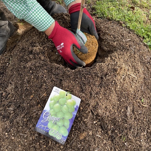 初心者スタッフによる ブドウ栽培の経過 22年 アルス公式園芸刃物ショップ