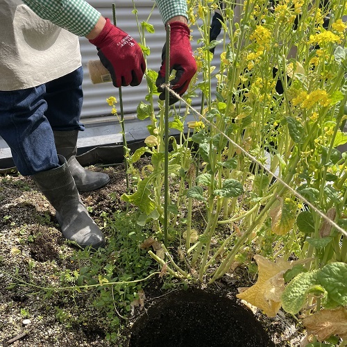 菜の花の作業