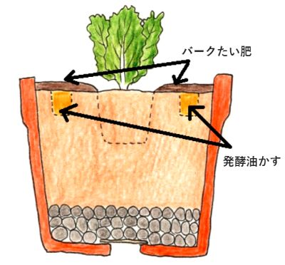 リーフレタス苗の植え付け方