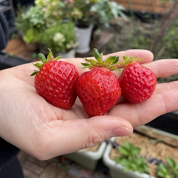 イチゴ（いちご・苺）の害虫駆除対策 ～ナメクジ・ダンゴムシの駆除に効果的な方法３選～