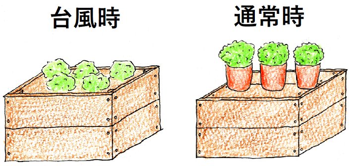 台風対策（小鉢やプランターを箱にまとめて収納する）