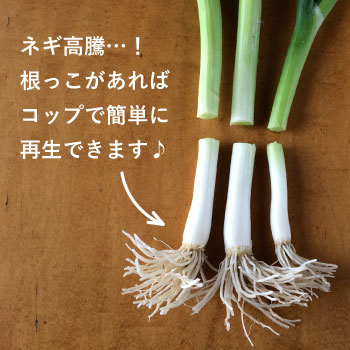 ネギ高騰。再生野菜でネギを育ててみませんか？