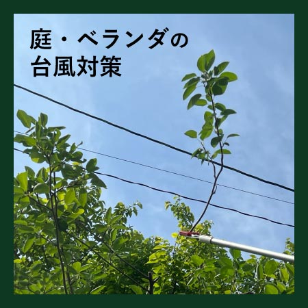 ■送料クーポン本日まで■庭の台風対策に樹高を下げる剪定を。