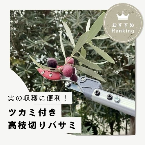 オリーブの収穫に使う高枝切りバサミは？「ツカミ」付き高枝おすすめ 